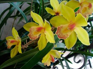 Орхидея уход в домашних условиях, полив орхидеи, фото
