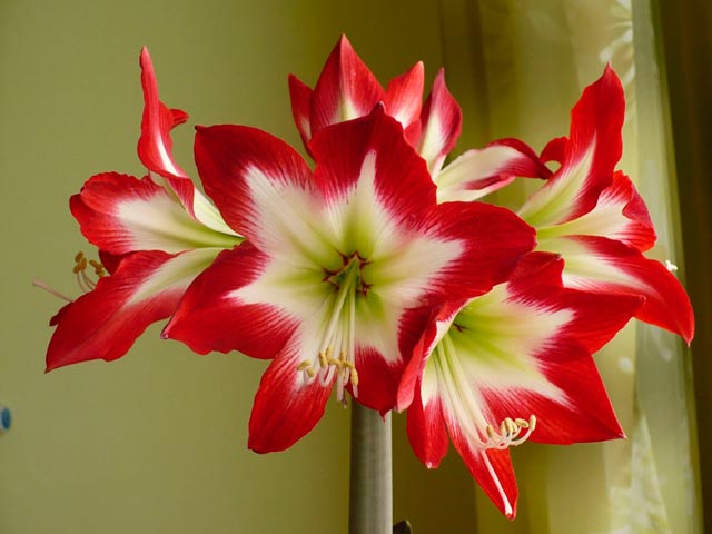 Амариллис красивый цветок, уход в домашних условиях, фото