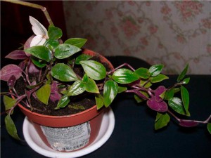 Традесканция - комнатное растение, размножение и уход в домашних условиях, фото
