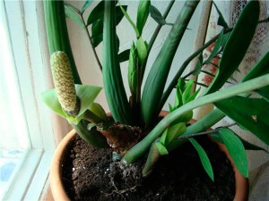 Замиокулькас - цветок безбрачия, уход в домашних условиях и фото