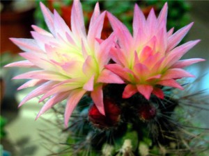 Домашние цветущие кактусы описание и размножение, фото