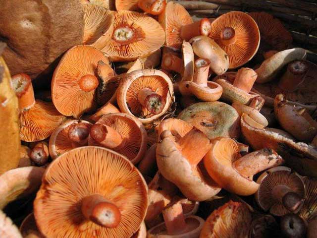 Рыжик - съедобный гриб, где и как растет, фото гриба рыжик. 
