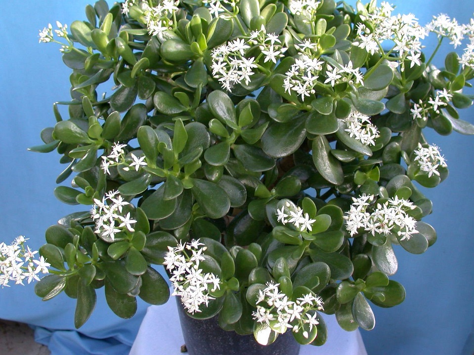 Толстянка древовидная (Crassula arborescens)