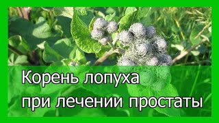 Корень лопуха при лечении простаты