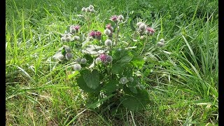 ЛАПУХ-РЕПЕЙНИК 🍀🌾ВСЕ САМОЕ ВАЖНОЕ 🔔ПОБЕДА НАД РАКОМ 💝