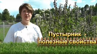 Пустырник - полезные свойства