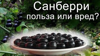 Ягода Санберри - как вырастить. Часть 2.