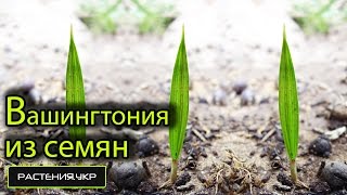 Миниатюра для видео