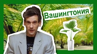 Миниатюра для видео