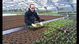 Work presentation in pot plants greenhouse. Презентация работы в теплице горшковых растений.