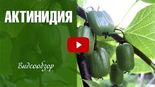 Миниатюра для видео