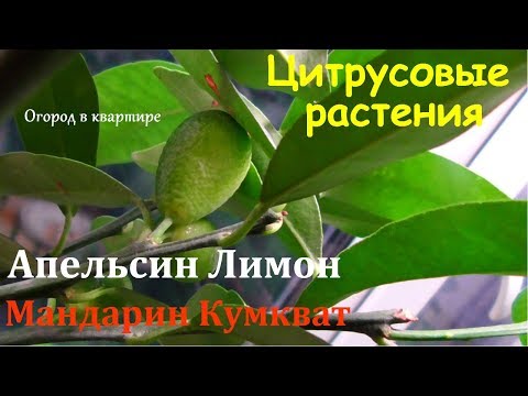 Цитрусовые растения.Апельсин.Лимон.Мандарин.Кумкват.Обзор моих субтропиков