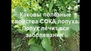 Каковы полезные свойства сока лопуха. Он лечит все болезни.