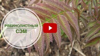 Миниатюра для видео