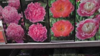 Рай для цветоводов. Посадочный материал в магазине ОБИ
