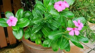 КАТАРАНТУС – неприхотливое комнатное растение. Как вырастить катарантус из семян