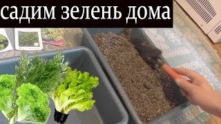 Как посадить зелень дома / Садим: Кинзу, Укроп, Салат