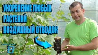 ВОЗДУШНЫЕ ОТВОДКИ - СУПЕР СПОСОБ УКОРЕНЕНИЯ ЧЕРЕНКОВ. ВЫРАЩИВАНИЕ ВИНОГРАДА В ТЕПЛИЦЕ