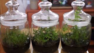 Аквариумные растения в стеклянных банках