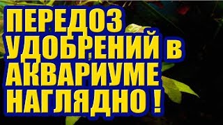 Передозировка Наглядно! Удобрений в Аквариуме и Растения. Перекосы в Аквариуме