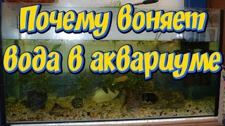 Почему воняет вода в аквариуме! Причины по которым портится вода в аквариуме!