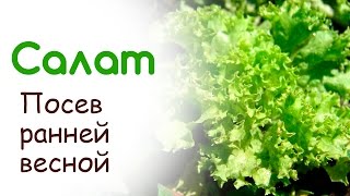 Посев салата в открытый грунт ранней весной