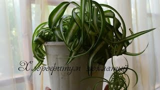 Хлорофитум хохлатый, волнистый. Как пересадить после покупки? Chlorophytum comosum