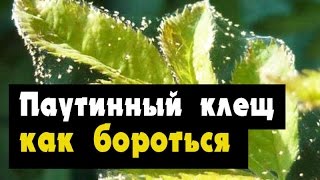 Миниатюра для видео