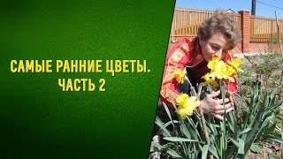 Самые ранние цветы Часть 2