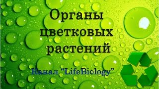 Органы цветковых растений