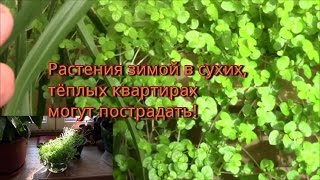 Комнатное растение завяло! Что делать с растением!?