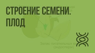 Строение семени. Плод