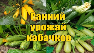 Ранний урожай кабачков / Как и когда подкармливать / Самый лучший способ