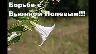 Миниатюра для видео