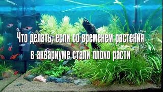 Что делать, если со временем растения в аквариуме стали плохо расти