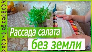 РАССАДА САЛАТА БЕЗ ЗЕМЛИ!!!