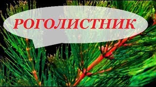 Роголистник в аквариуме, как сажать, уход, разведение. Аквариумные растения для начинающих.