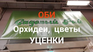 Орхидеи. ОБИ. Цветы. Скидка 80%. 17 февраля 2018 г.