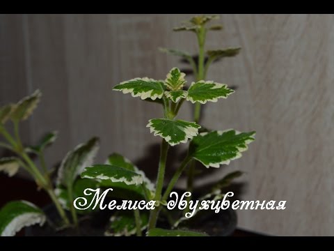 Мелисса. Черенкование мелиссы двухцветной, ампельной. Плектрантус.