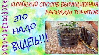 КИТАЙСКИЙ СПОСОБ ВЫРАЩИВАНИЯ РАССАДЫ ТОМАТОВ!!!ЭТО НАДО ВИДЕТЬ!!!