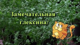 Почвопокровные растения. Гелксина украсит ваши кашпо красивым ковром!