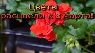 Цветы к 8 марта! Веранда в цвету!