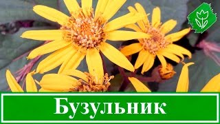 Миниатюра для видео