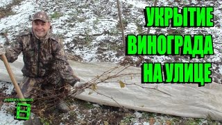 УКРЫТИЕ ВИНОГРАДА НА УЛИЦЕ САМЫЙ ПРОСТОЙ И НАДЕЖНЫЙ СПОСОБ. ПОДГОТОВКА ВИНОГРАДНИКА К ЗИМЕ