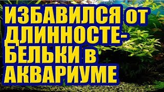 Низкорослые и Медленнорастущие растения в Аквариуме вместо Длинностебельки