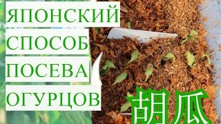 Японский Способ Выращивания Огурцов. Супер Быстрые Всходы!