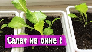 САЛАТ на подоконнике (3 недели посадки)