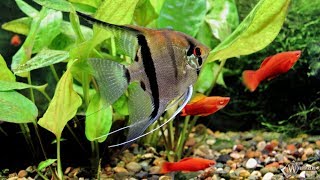 Почему умирают рыбки в аквариуме и что нужно делать. Why die die fish in the aquarium and what to do