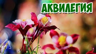 Цветы Аквилегия выращивание 💮 Мой сад и огород - ЦВЕТОЧНЫЕ КОМПОЗИЦИИ