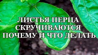 ЛИСТЬЯ ПЕРЦА СКРУЧИВАЮТСЯ ПОЧЕМУ И ЧТО ДЕЛАТЬ